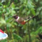 Magenta-throated Woodstar
